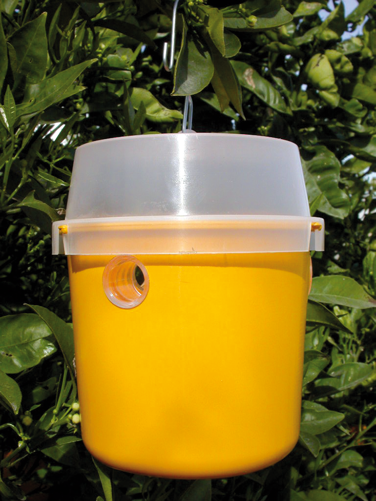 Piège à insectes Tephri Trap